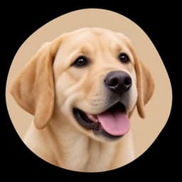 Chiot labrador