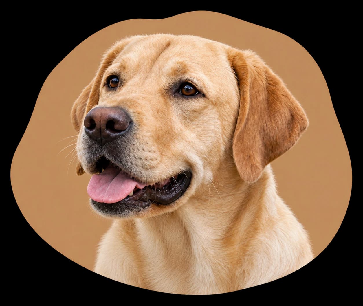 Labrador Retriever, robe jaune