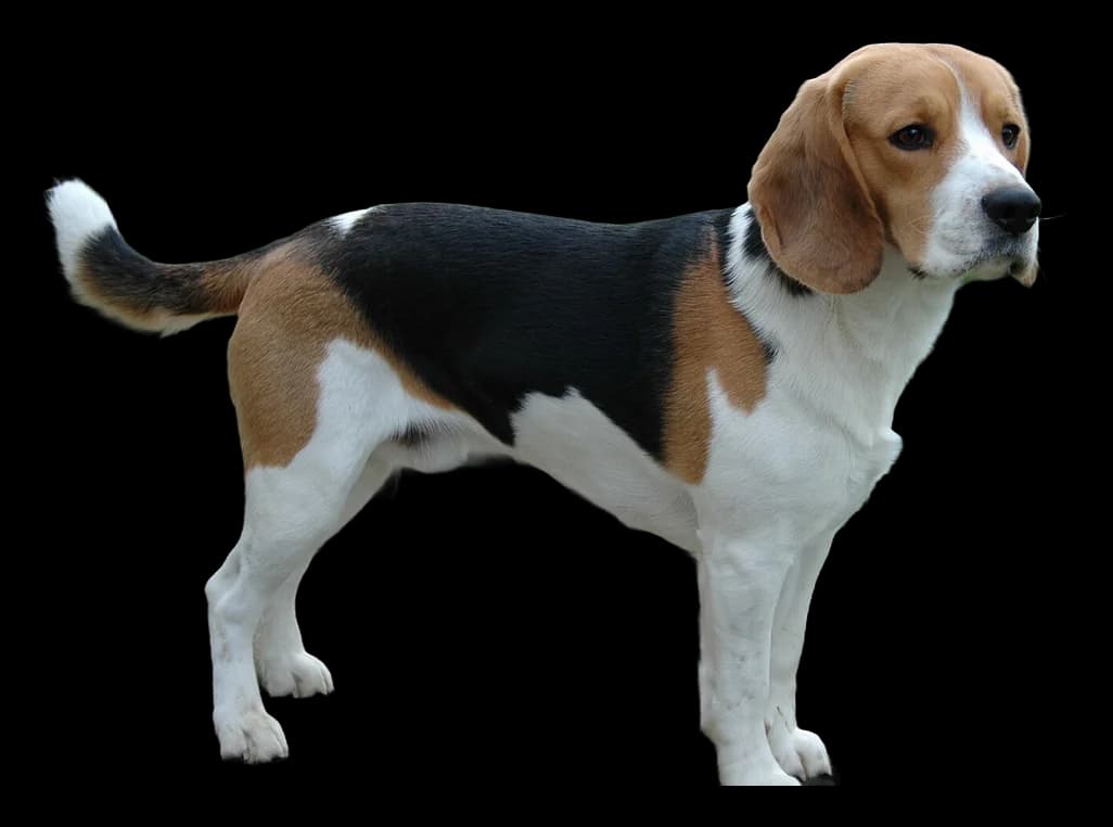Beagle, robe tricolore