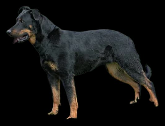 Beauceron (Berger de Beauce), robe noir et feu
