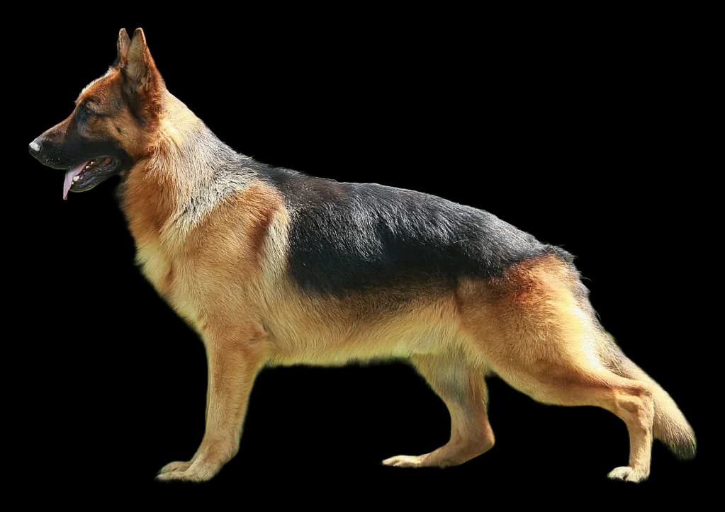 Berger Allemand, robe noir et feu