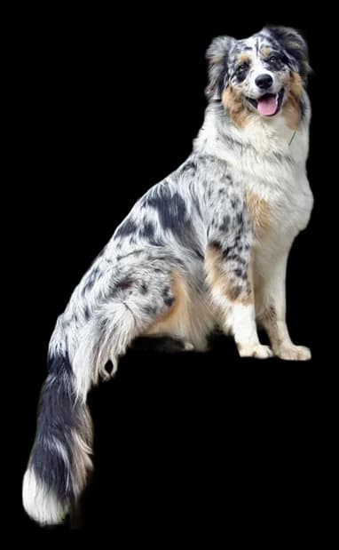 Berger Australien, robe bleu merle