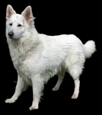 Berger Blanc Suisse, robe blanc
