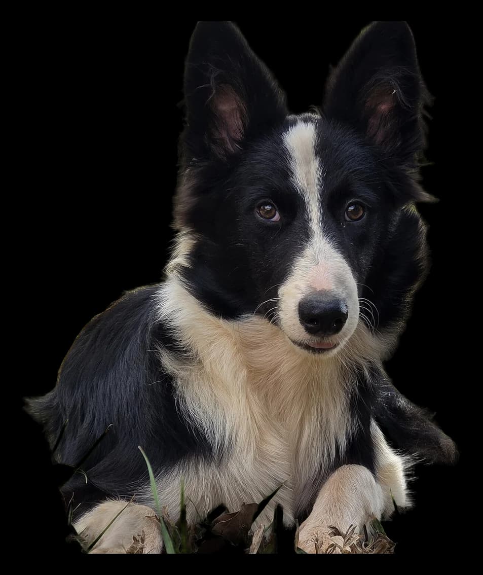 Border Collie, robe noir et blanc