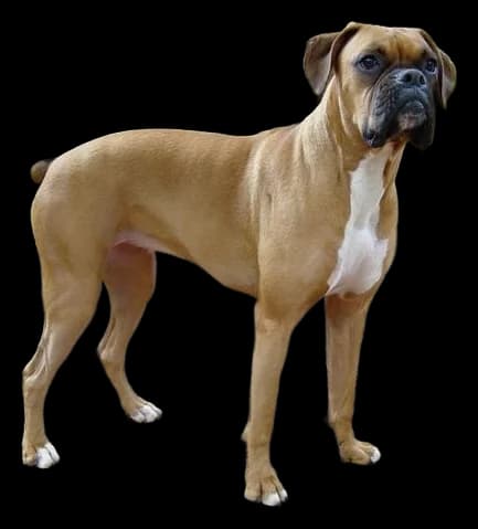 Boxer, robe fauve