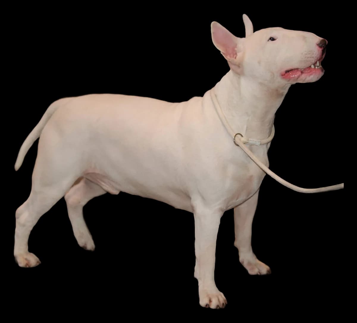 Bull Terrier, robe blanc