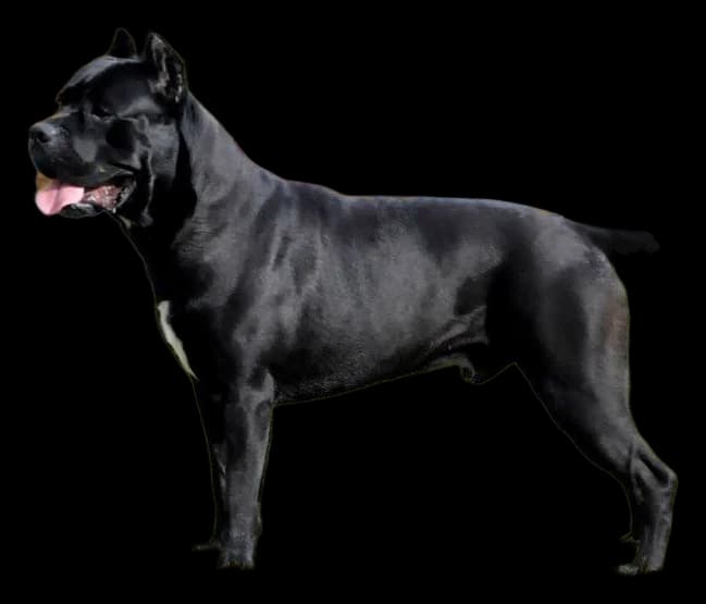 Cane Corso, robe gris