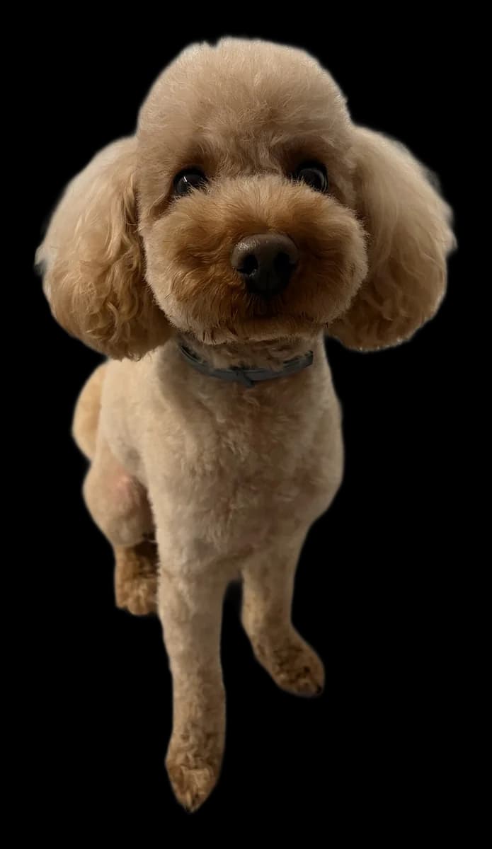 Caniche, robe abricot