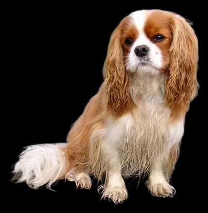 Cavalier King Charles, robe Blenheim