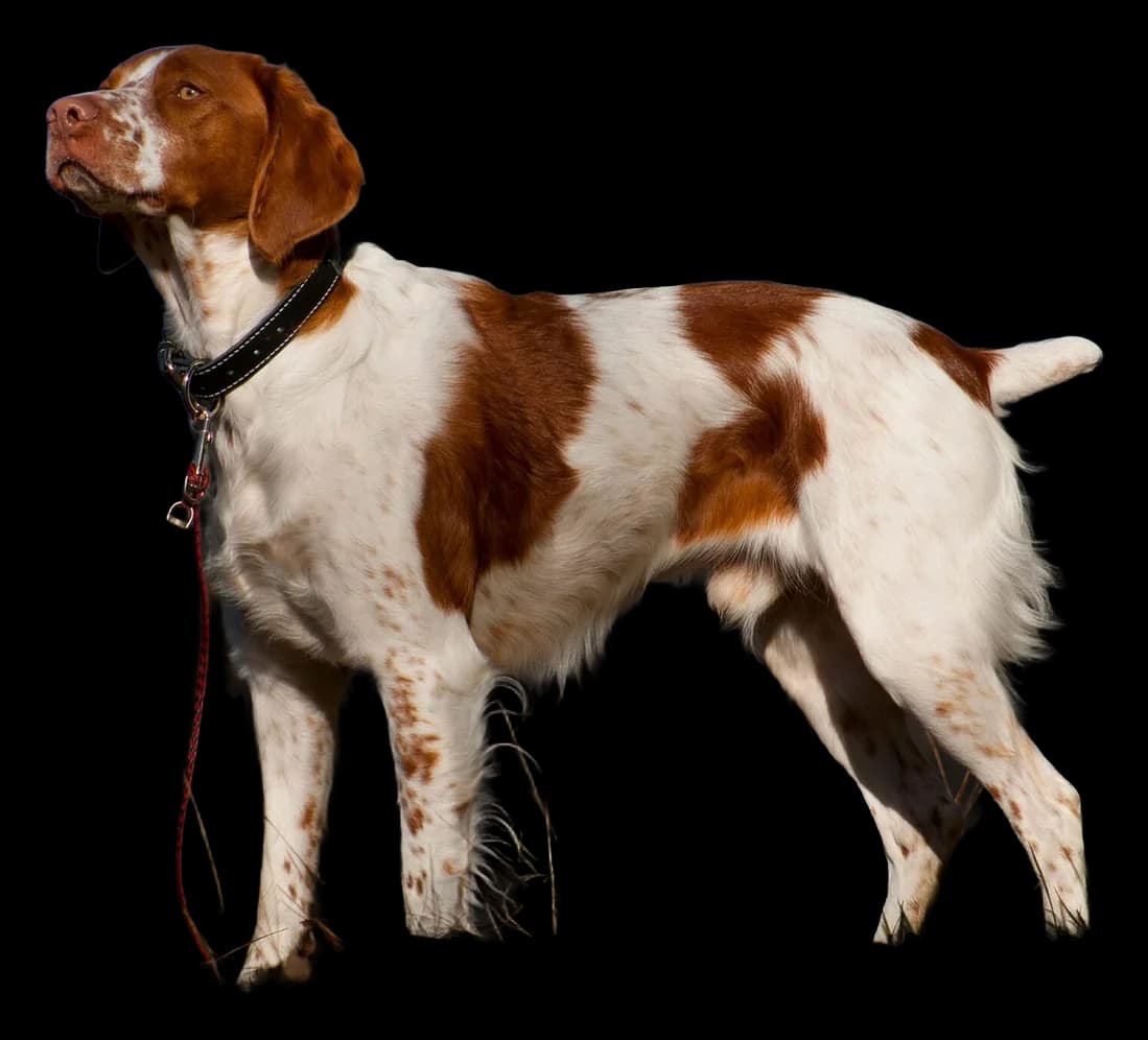 Épagneul Breton, robe blanc et orange