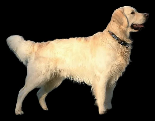 Golden Retriever, robe doré