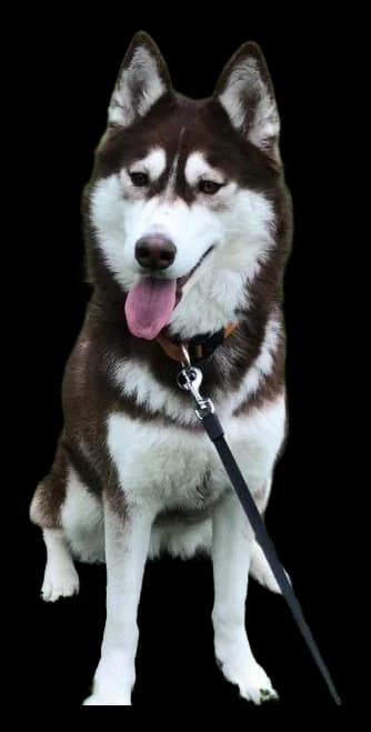 Husky Sibérien, robe gris et blanc