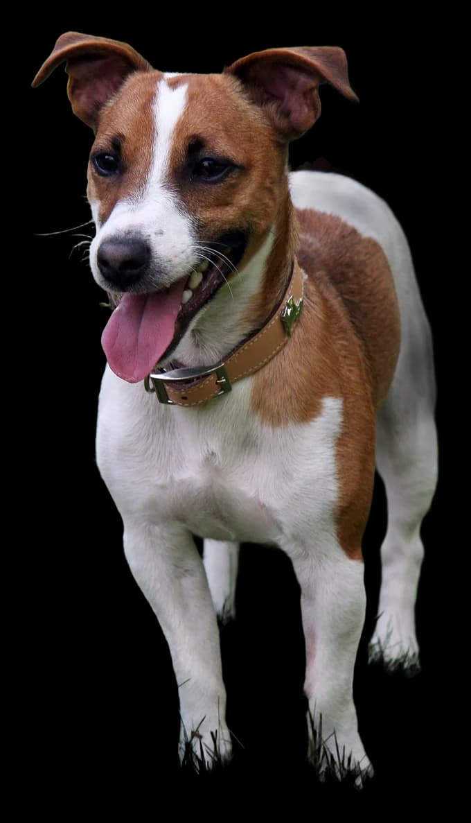Jack Russell Terrier, robe blanc et feu