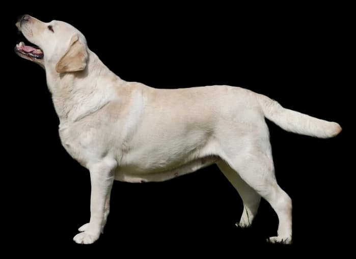 Labrador Retriever, robe jaune
