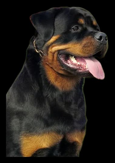 Rottweiler, robe noir et feu