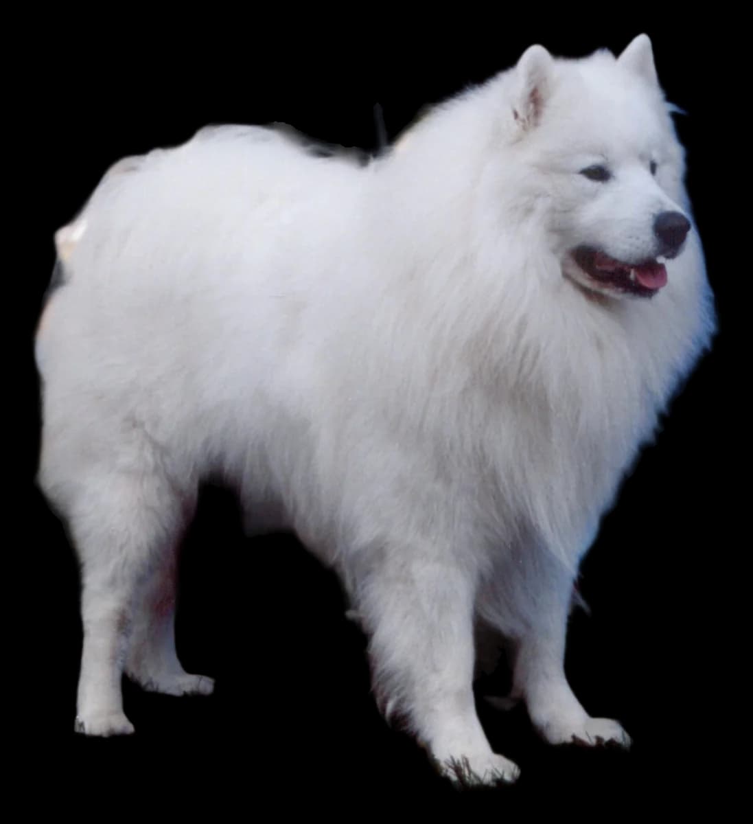 Samoyède, robe blanc