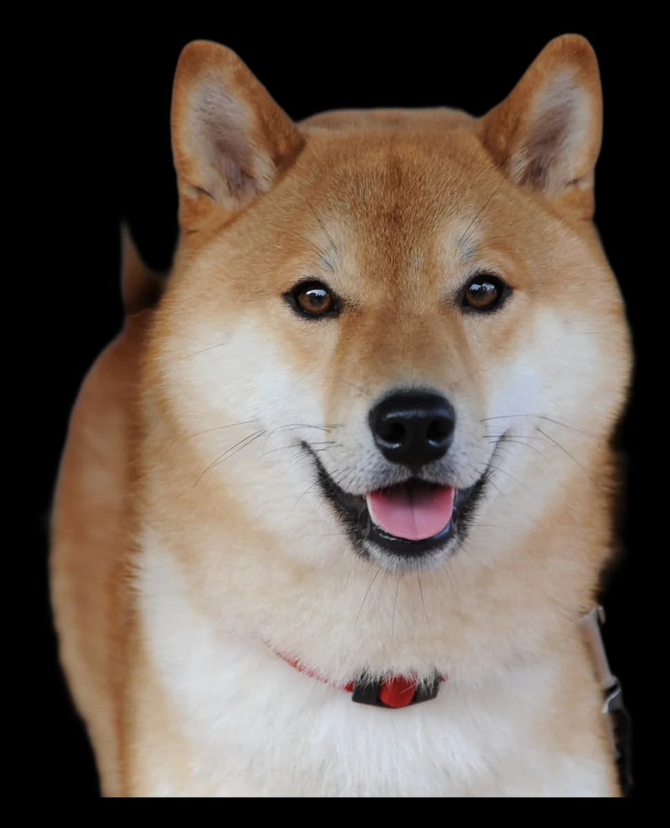 Shiba Inu, robe roux