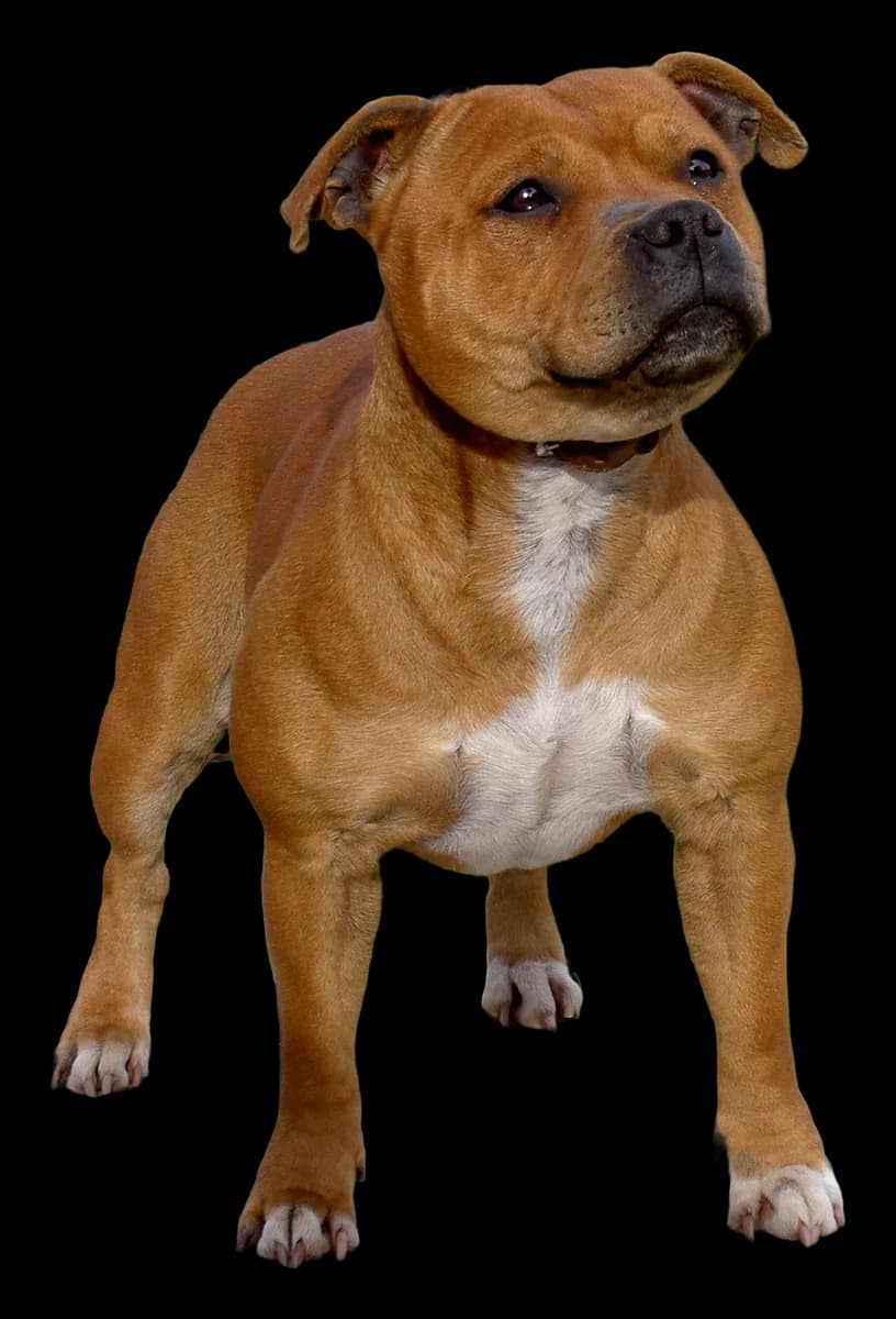 Staffordshire Bull Terrier, robe bringé