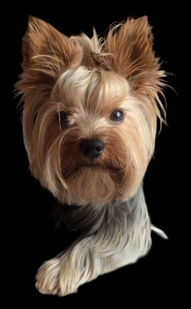 Yorkshire Terrier, robe bleu acier et feu