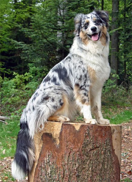 Australian Shepherd — photo de la race