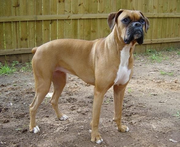 Boxer — photo de la race