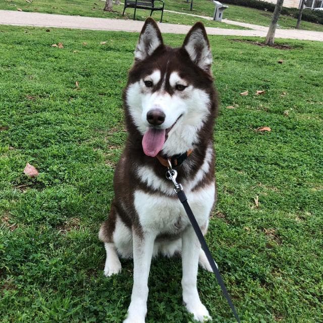 Siberian Husky — photo de la race