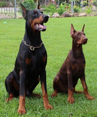 Dobermann, photo de la race