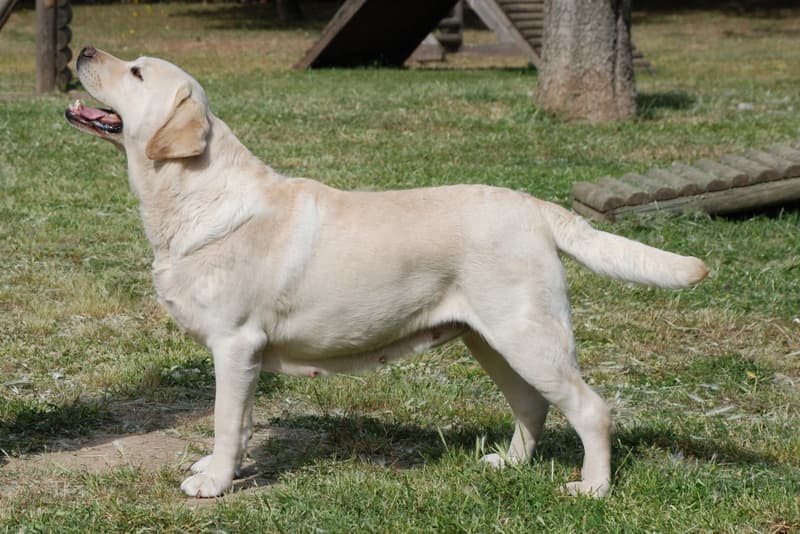 Labrador Retriever — photo de la race