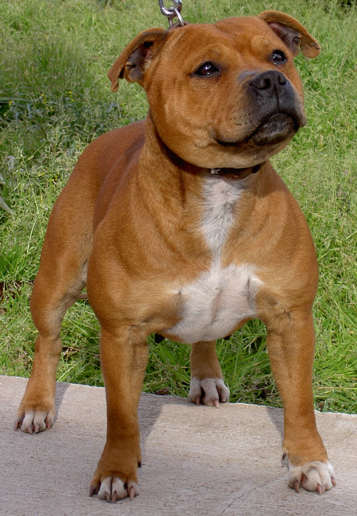 Staffordshire Bull Terrier — photo de la race