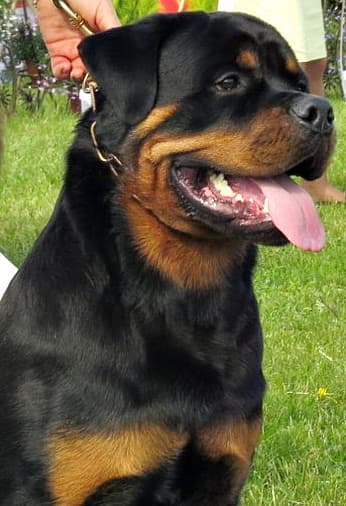 Rottweiler — photo de la race