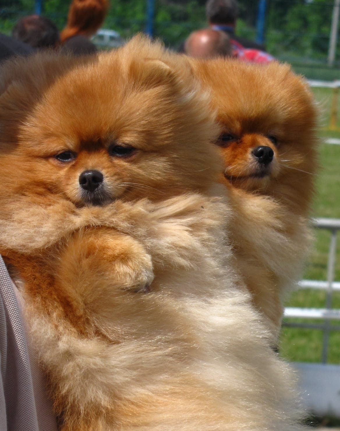 Pomeranian, photo de la race