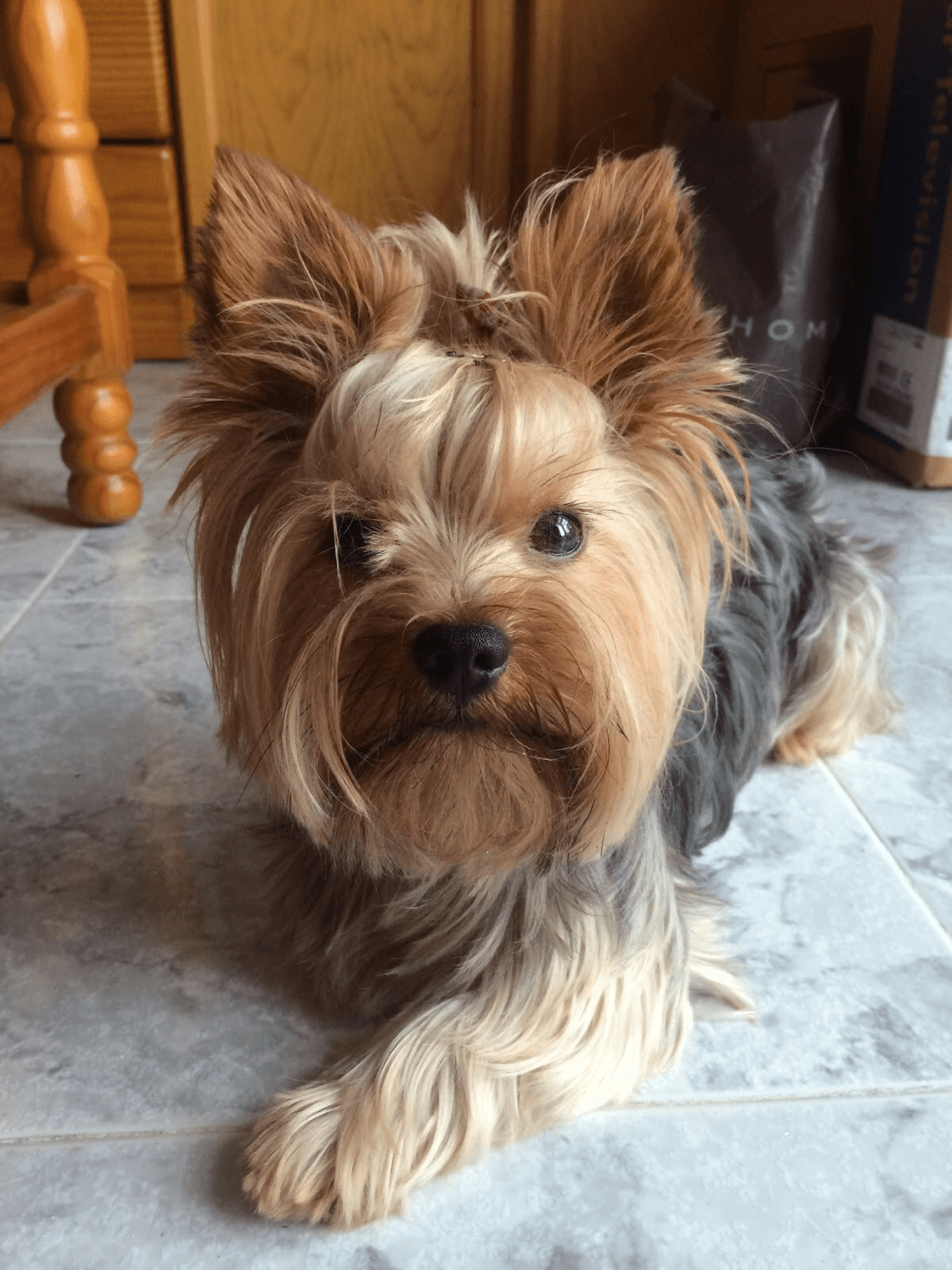 Yorkshire Terrier — photo de la race