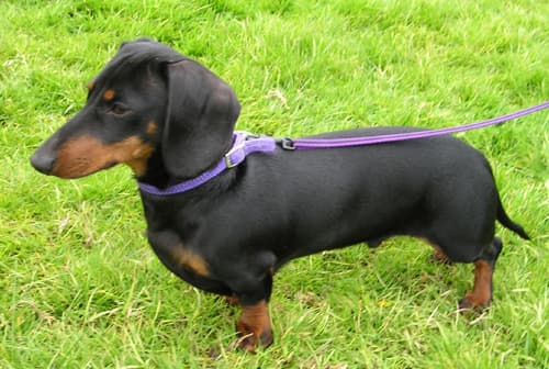 Dachshund — photo de la race