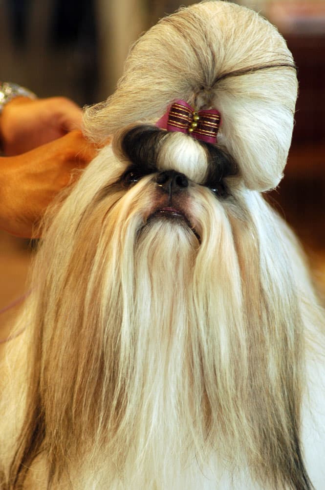 Shih Tzu — photo de la race