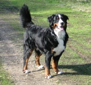 Bernese Mountain Dog — photo de la race