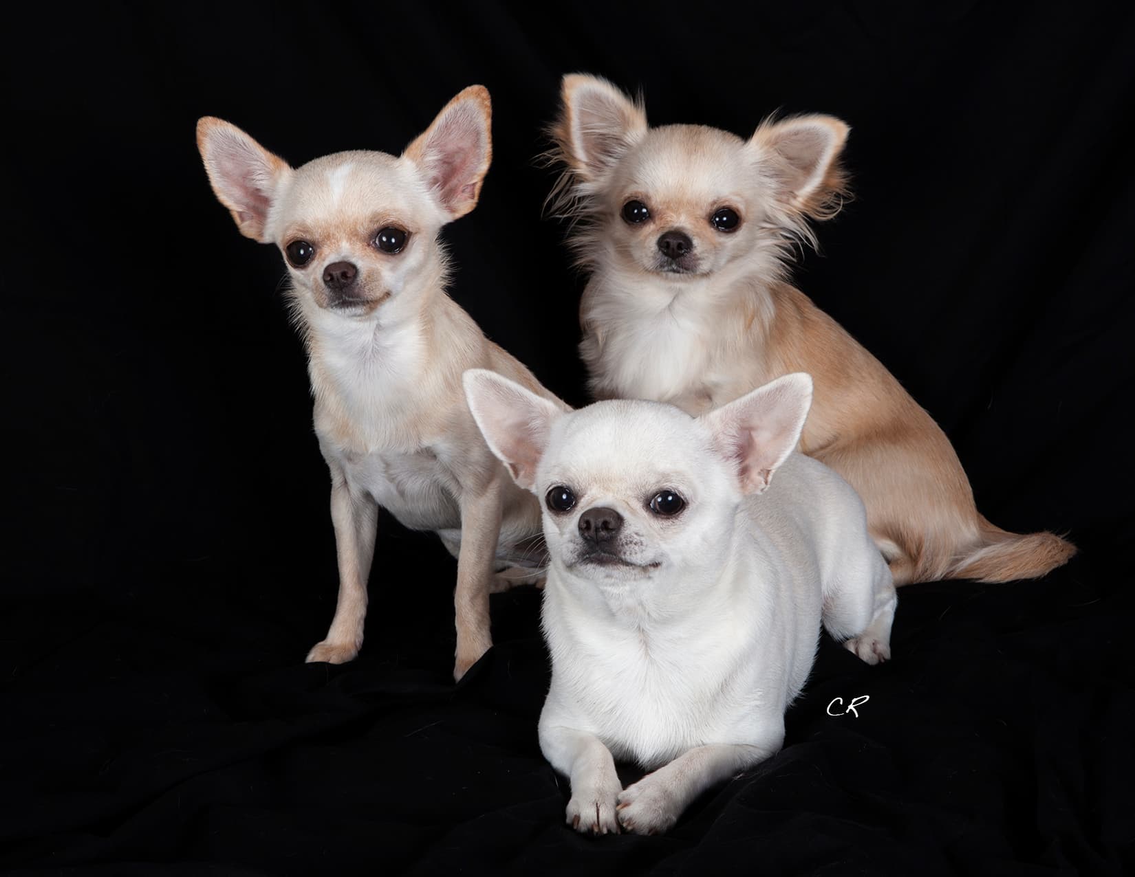 Chihuahua — photo de la race