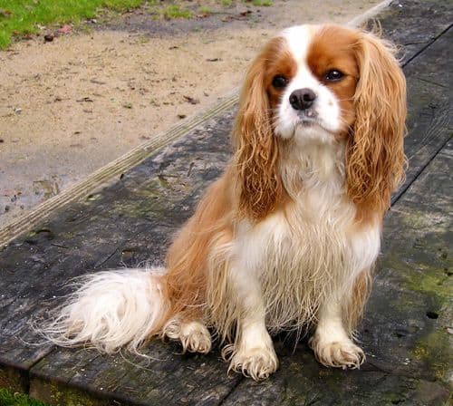 Cavalier King Charles Spaniel — photo de la race