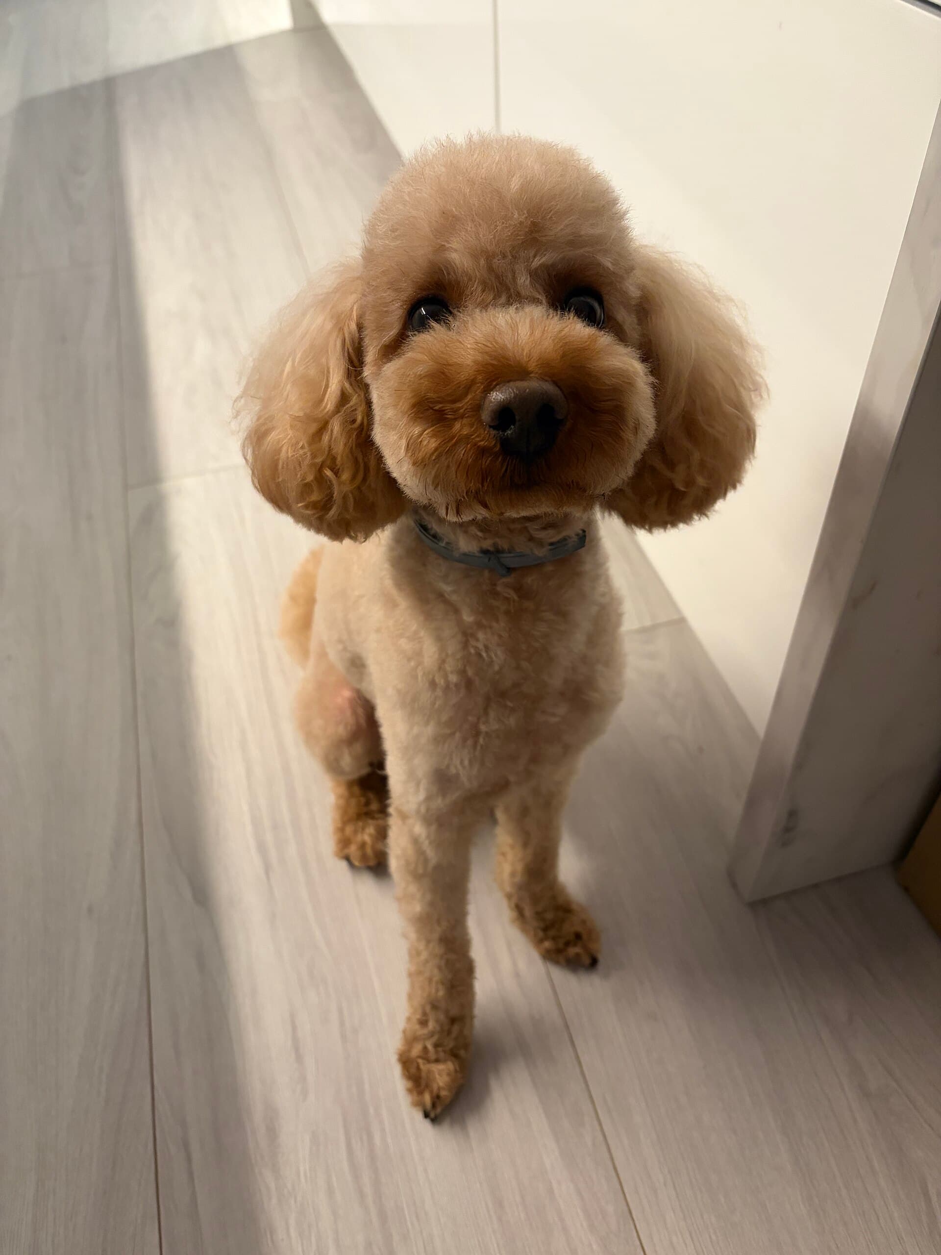 Poodle — photo de la race