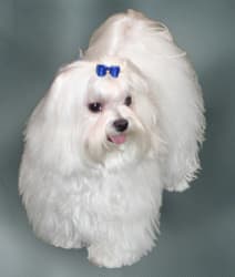 Maltese dog — photo de la race
